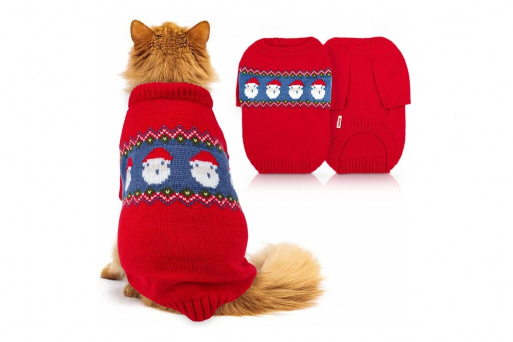 gatto col maglione rosso