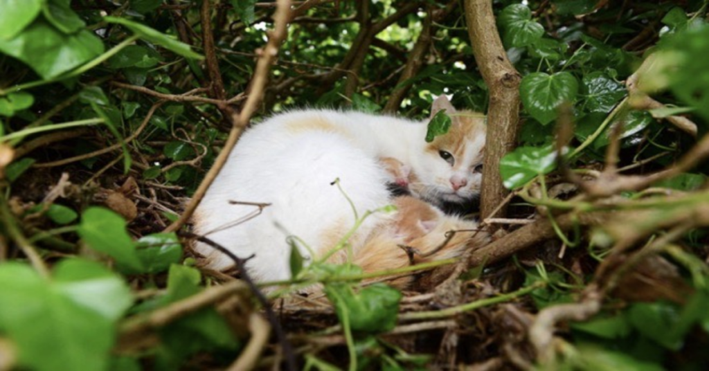 gattina partorisce su un albero