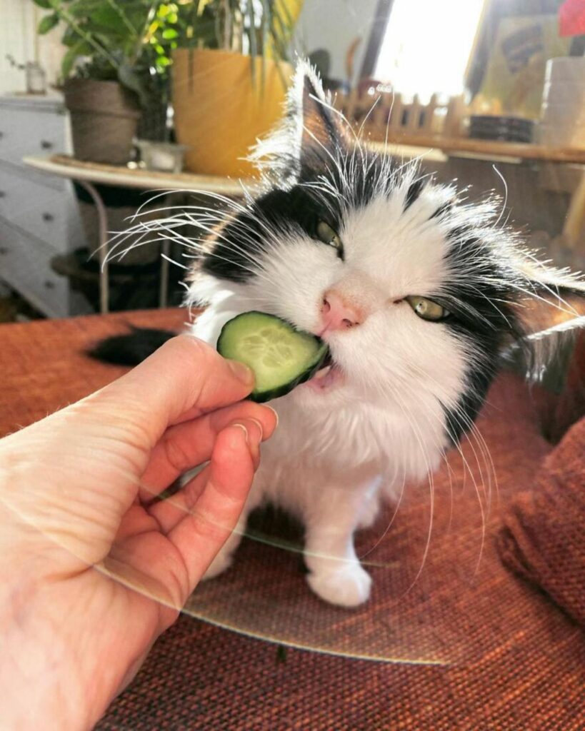 gatto bianco e nero con cetriolo