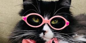 Una gattina è “assunta” come modella per incoraggiare i bambini con ambliopia a indossare gli occhiali