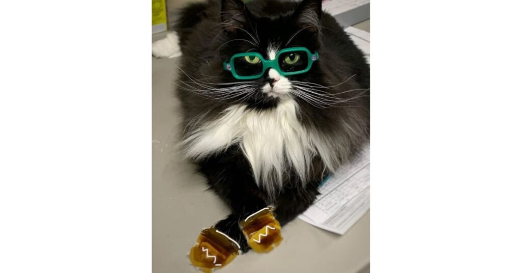 gattina come modella per incoraggiare i bambini con ambliopia a indossare gli occhiali