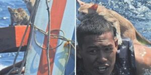 Un militare compie un gesto eroico: salva 4 gattini abbandonati su una nave che affonda