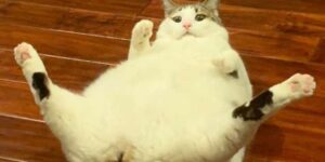 Peaches, gattina in sovrappeso con una nuova “pettinatura” sanitaria che fa molto ridere