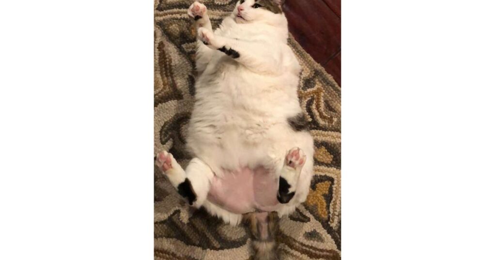 gattina in sovrappeso
