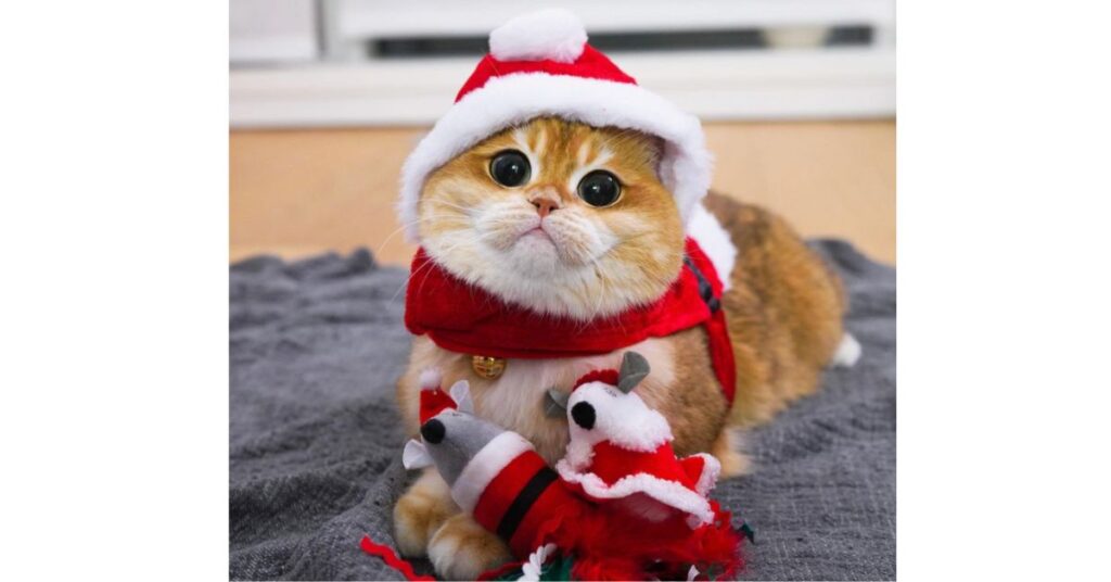 gatto vestito di natale