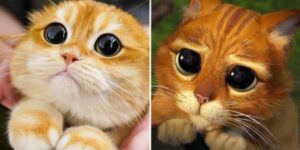 Pisco, il gatto che conquista Instagram per l’incredibile somiglianza con il gatto con gli stivali di Shrek
