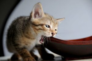 4 ragioni per cui i gatti provano a masticare i vestiti