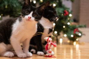 5 regali di Natale per gattini, a dir poco adorabili