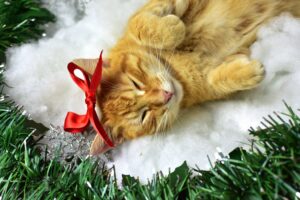 5 regali di Natale per il gatto con cui renderai felice il tuo Micio