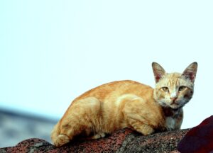 Madrid: il salvataggio di un gatto incastrato fra le tegole di un tetto (VIDEO)