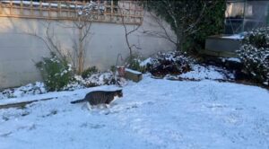 Simpatico gatto vede la neve per la prima volta (VIDEO)