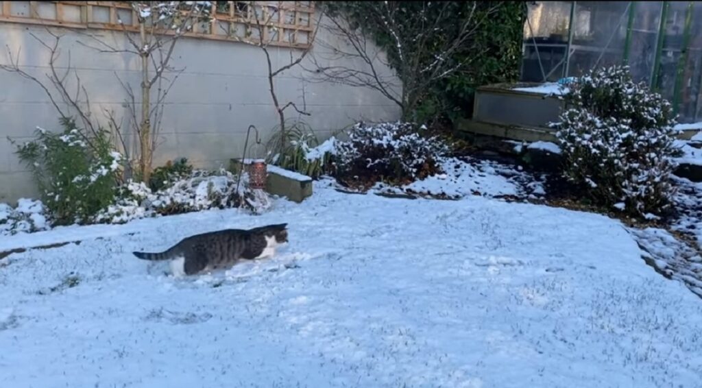 simpatico gatto vede la neve per la prima volta