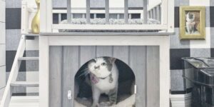 Costruiscono una stanza su misura per la loro gattina adottata: “E’ la nostra prova d’amore per lei”