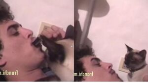 Gattino canta insieme ad un ragazzo che suona