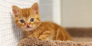 Bellissimo gattino con idrocefalo e labbro leporino viene salvato dalla strada e adottato