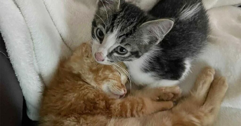 due gattini inseparabili