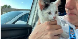 Un gatto sopravvive ad un viaggio di 370 km intrappolato nel motore di un’auto