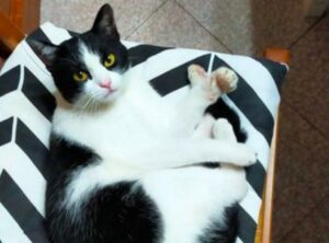 Tor Vergata, il gatto Briciola non torna a casa da settimane, si attendono con ansia notizie