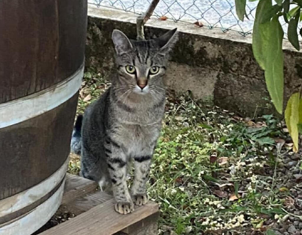 gatto soriano joker vicino botte di legno