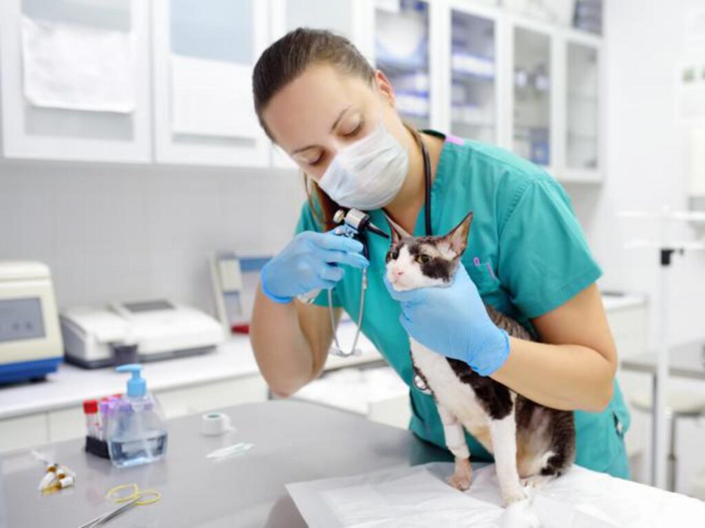 veterinari con cane e gatto
