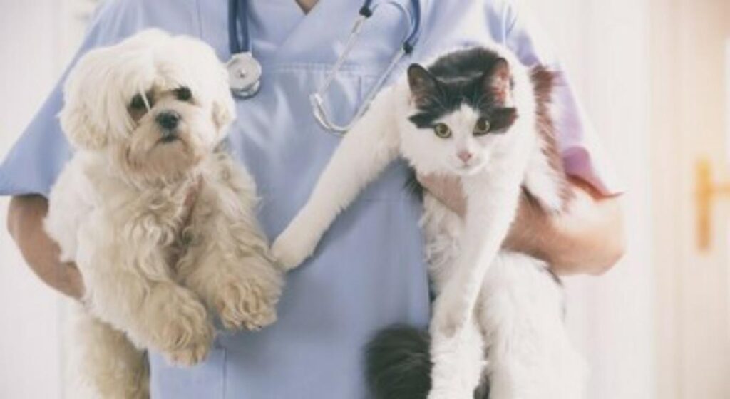 veterinari con cane e gatto