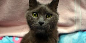 Scoprono grazie al microchip che una gattina in rifugio ha 21 anni: cerca adozione