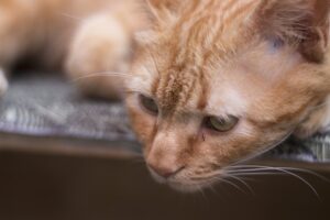 3 cose da sapere riguardo la sindrome vestibolare nel gatto