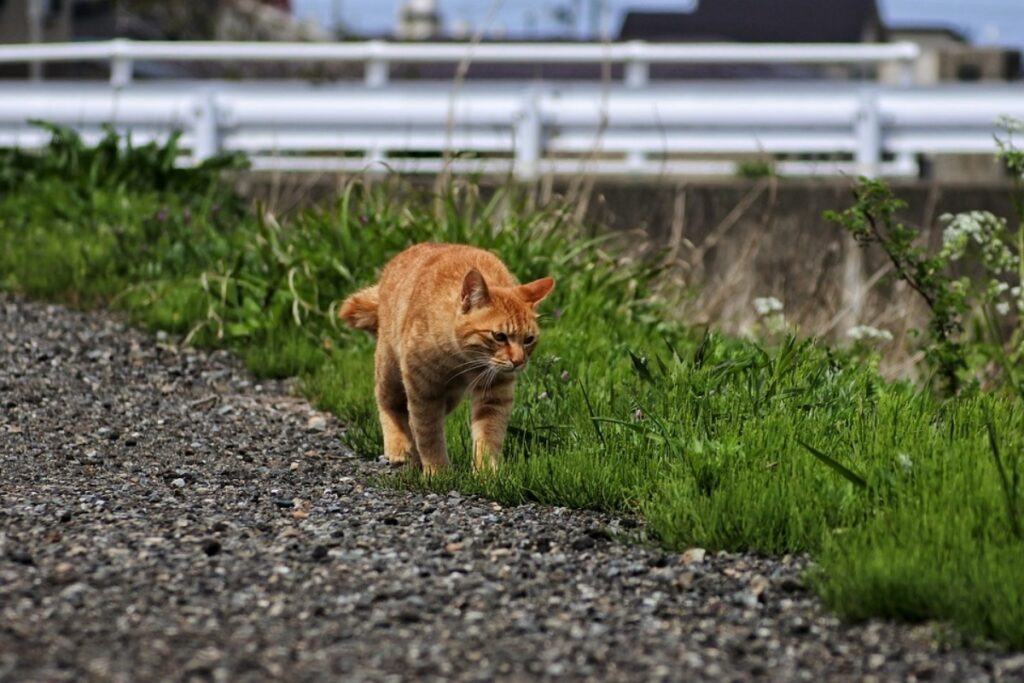 gatto passeggia