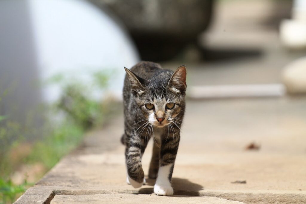 micio zampe passeggio