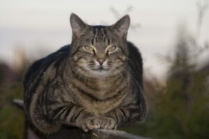3 gatti che sono passati alla storia partecipando in guerra