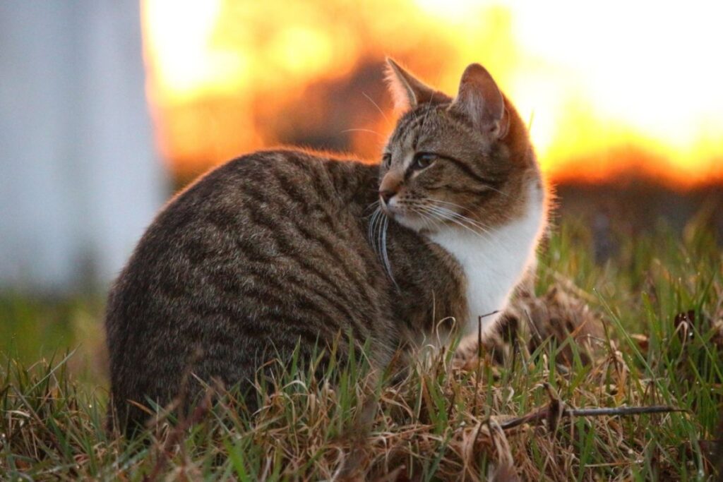 felino tramonto