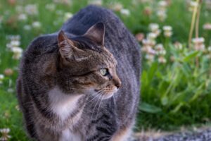 4 consigli per organizzare una perfetta routine per un gatto