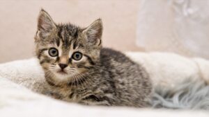 4 consigli per prevenire il furto di un gatto