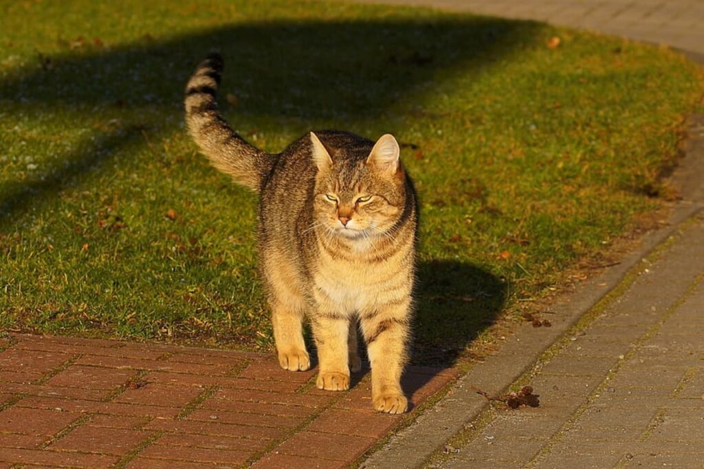 felino coda alta