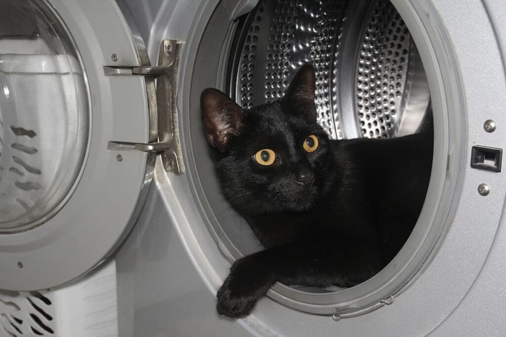 gatto lavatrice dentro