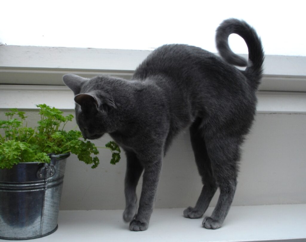 felino annusa fiori