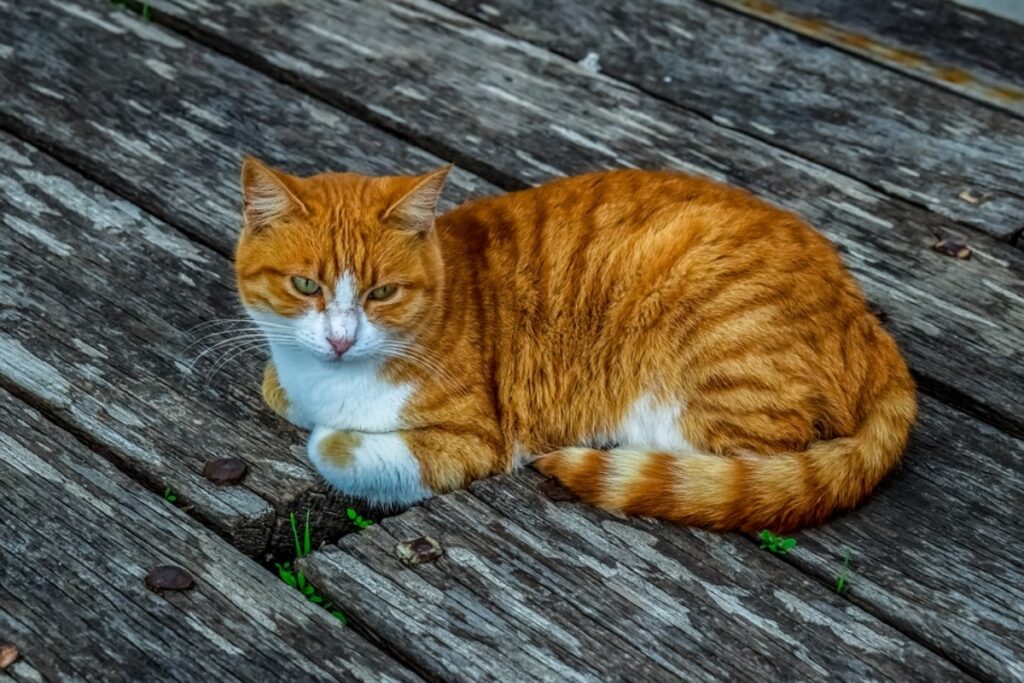 micio sul legno