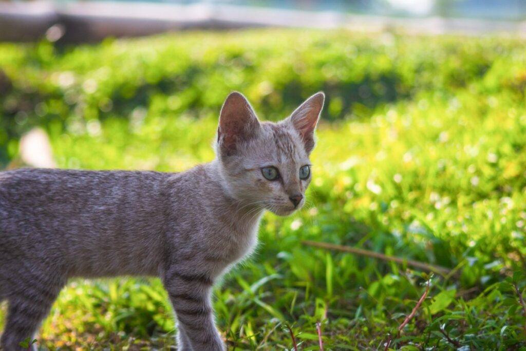 felino sul prato