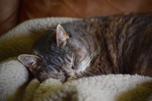 4 ragioni per cui i gatti vogliono dormire con i proprietari