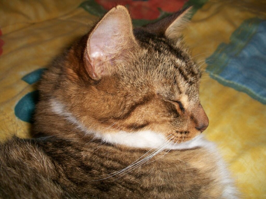 gatto occhi chiusi