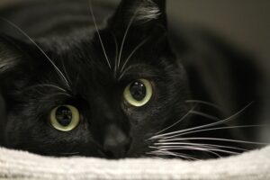 4 ragioni per cui un gatto ha le pupille sempre dilatate
