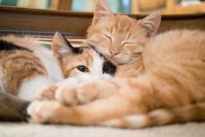 5 segreti per convivere serenamente con più gatti in casa