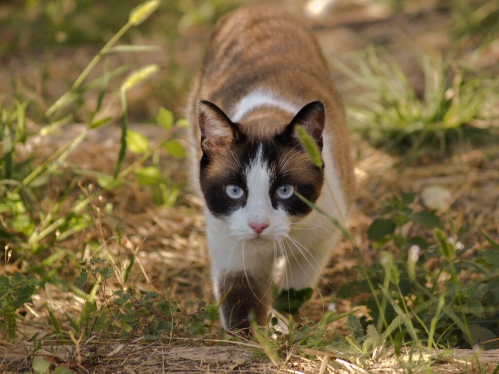 felino radura esplora