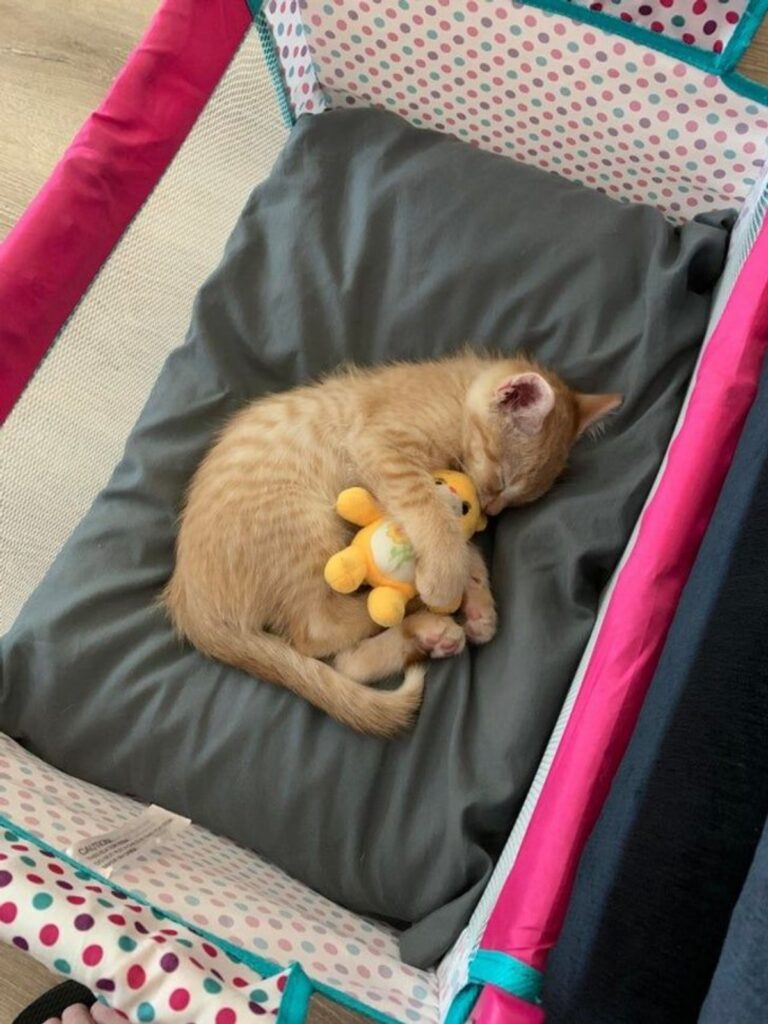 felino con peluche