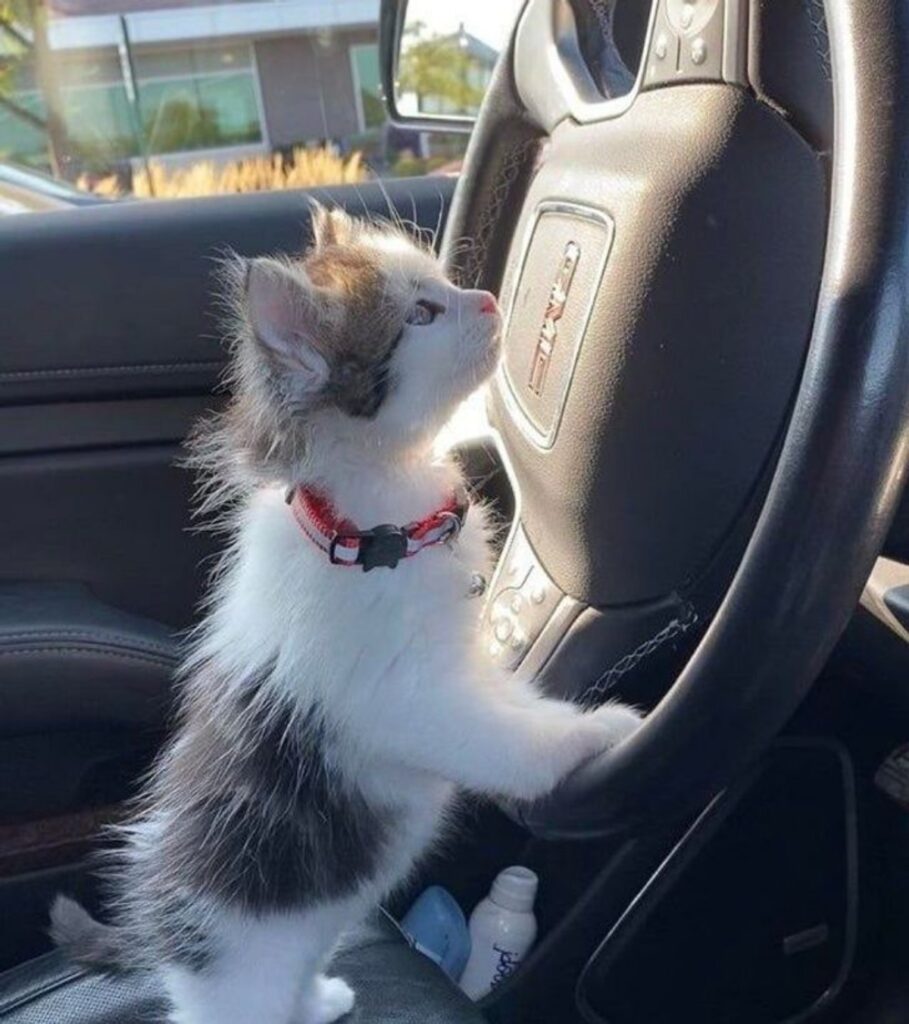 gatto al volante