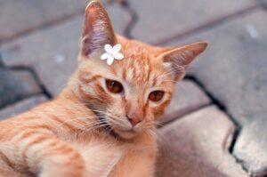 6 foto che dimostrano il bello di avere un gatto