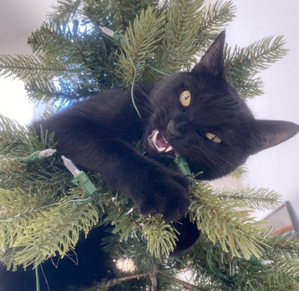 felino natale 