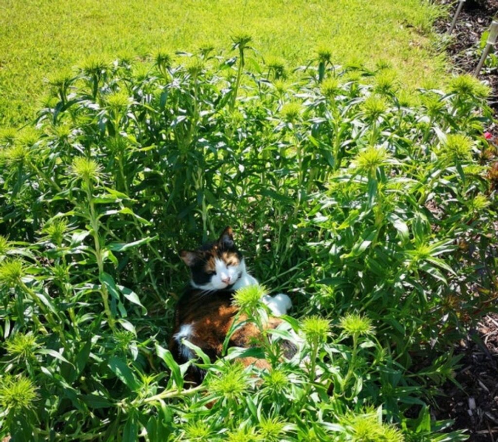 felino erba verde