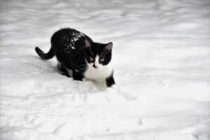 6 foto di gatti alle prese con la neve per la prima volta