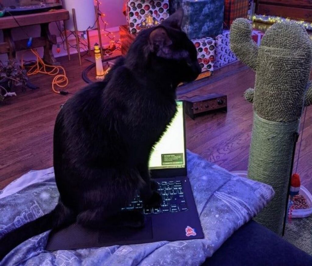 gatto computer seduto